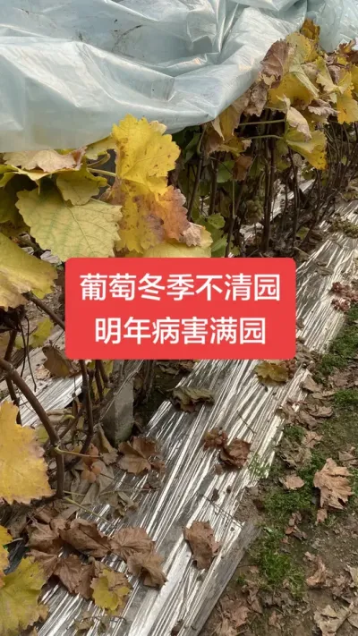 冬季葡萄不清园，明年病害满园#葡萄清园#葡萄种植#葡萄高产