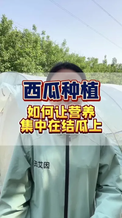 #西瓜种植 #西瓜管理 #知识分享 如何让西瓜的营养集中在结瓜上面