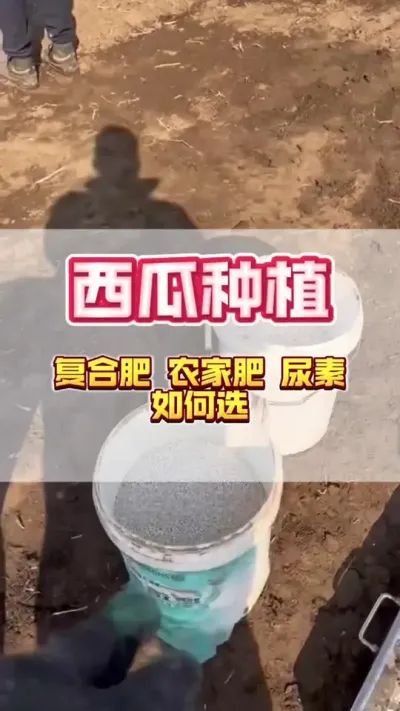 #西瓜种植 #增产增收才是硬道理 #生根壮苗 #施肥
