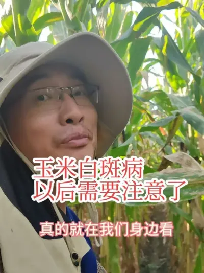 #抖音美好丰收节#玉米白斑病 #新农人计划 以后吉林黑龙江也要注意玉米白斑病了！种点玉米真不容易。