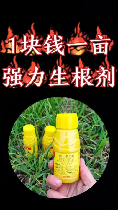 小麦黄苗弱苗就用强力生根剂，一亩地只要一块钱，批发价包邮到家#农资肥料 #三农种植 #小麦 #小麦种植 #小麦管理