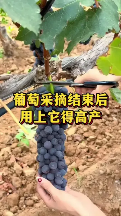 葡萄采收结束后，用上得高产#农业种植 #三农 #果树种植