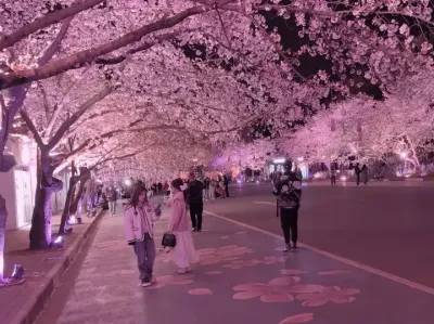 遇到浪漫的樱花 当然要艾特最漂亮的小公主来看.#樱花🌸