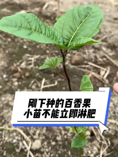 刚下种的百香果小苗，不能立即淋肥！#百香果种苗 #百香果种植 #百香果苗期管理 #百香果种植技术 #种百香果教程