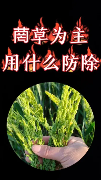 小麦田菵草硬草以及多种阔叶草一起防除，小麦三叶后使用#小麦 #小麦种植 #小麦除草剂 #三农种植 #农资肥料
