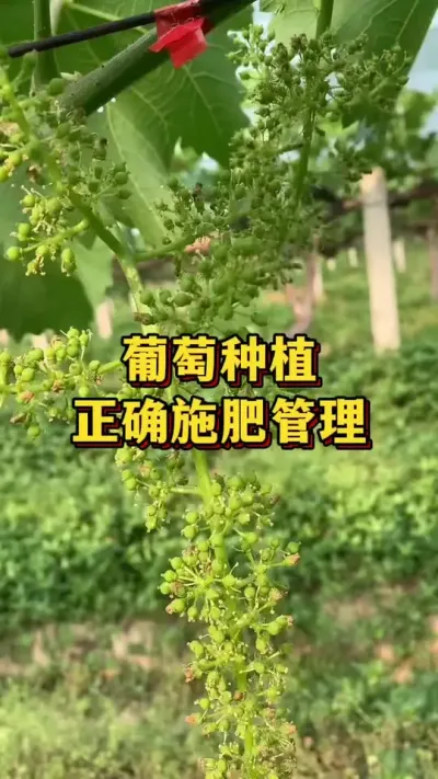 葡萄种植，正确施肥管理#农业种植 #优质农产品 #农业种植