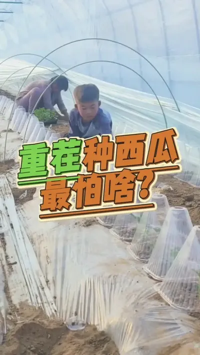 #西瓜种植 #生根壮苗 #重茬