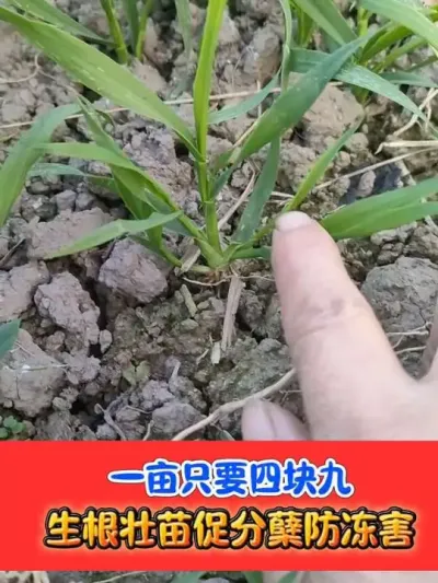 一亩只要四块九，生根壮苗促分蘖防冻害 #小麦种植 #小麦种植管理技术 #小麦 #小麦管理 #农资肥料
