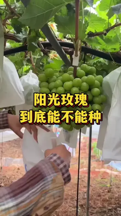 阳光玫瑰，到底能不能种#优质农产品 #农业种植 #三农