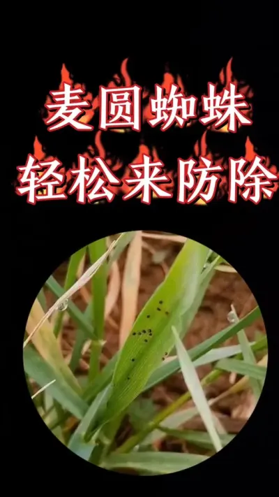 小麦田红蜘蛛不怕低温，适时防治是重点#农资肥料 #三农种植 #小麦 #小麦种植 #小麦病虫害防治