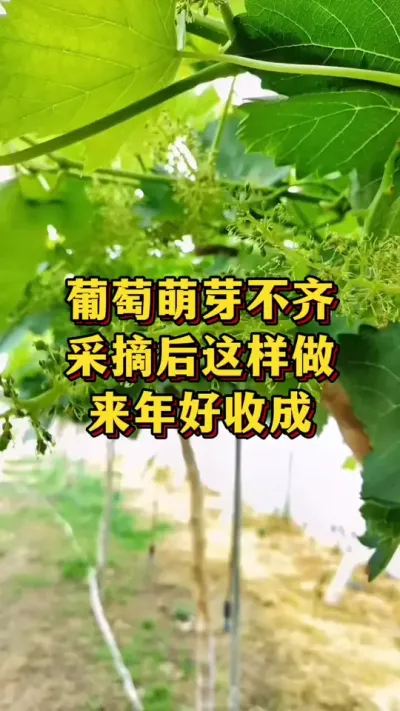 葡萄萌芽不整齐，采摘后这样做，来年好收成#优质农产品 #农业种植 #葡萄种植