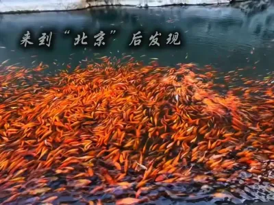 天下英雄如过江之鲫，人中龙凤尚且举步维艰