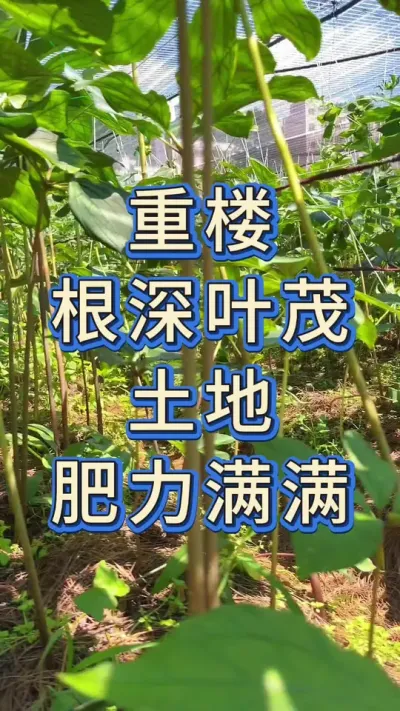重楼，根深叶茂，土地，肥力满满#农业 #三农种植 #种植 #助农 #重楼