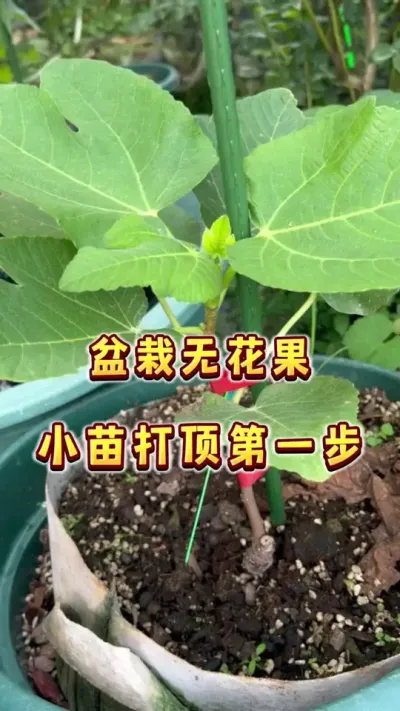 盆栽无花果小苗第一次打顶一定要在高速上，没上高速不得行&hellip;&hellip;#盆栽果树 #盆栽无花果#种植小技巧 #家庭种植 #楼顶果园