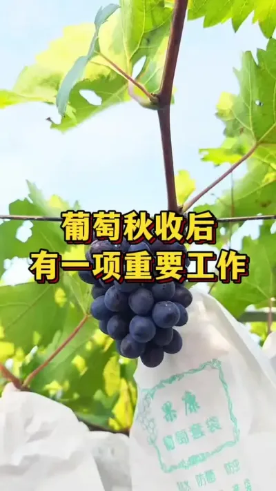 葡萄采收后，有一项重要工作#农业种植
