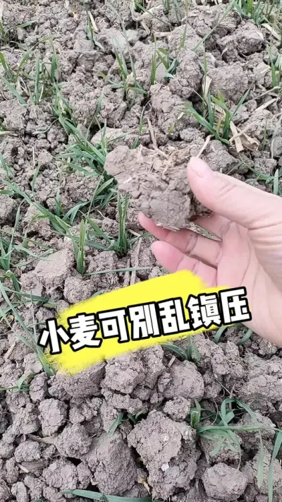 小麦镇压注意事项 #小麦种植 #小麦管理 #小麦种植管理技术 #农资肥料#三农种植