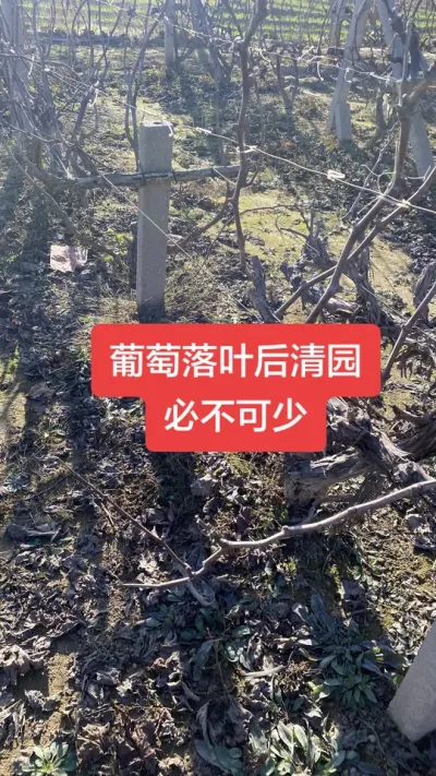 葡萄落叶后的清园，必不可少#葡萄落叶#葡萄清园#葡萄种植