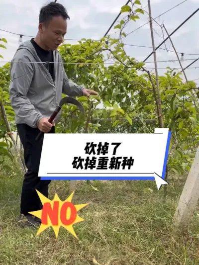 砍掉了，砍掉重新种#种百香果 #百香果种植教程 #百香果种植技术