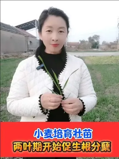 小麦两叶后一亩4块9，生根壮苗抗寒促分蘖 #小麦种植 #小麦管理 #小麦管理技术 #农资肥料 #农业种植