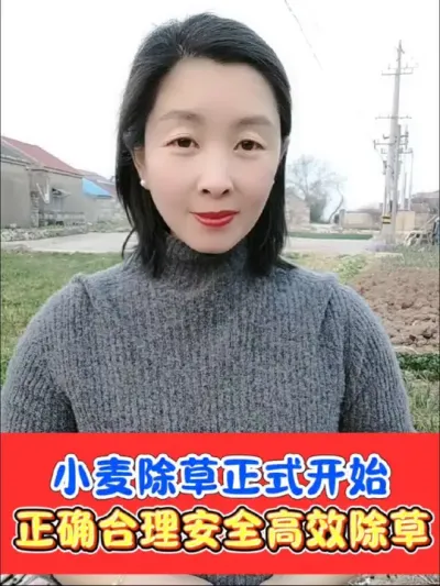 小麦田除草今天正式开始，大家抓住机会，用对药剂，争取一次安全除草#农资肥料 #三农种植 #小麦 #小麦除草剂 #小麦种植