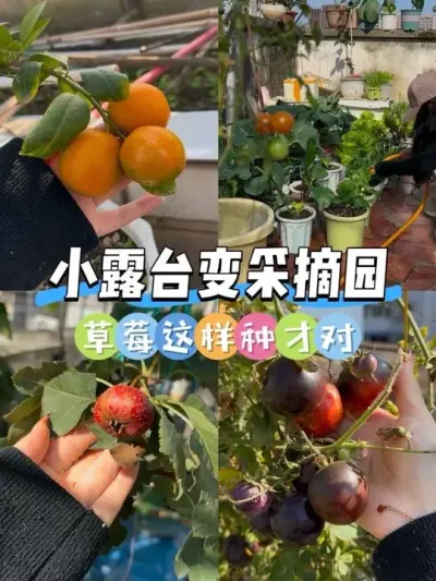 为啥在城市也能体验回村的快乐啊？🍓 五十平小露台种满了各种瓜果蔬菜🥬只想说种草莓好简单呀！#阳台种植 #盆栽草莓 #小菜园 #草莓苗 #种植小技巧