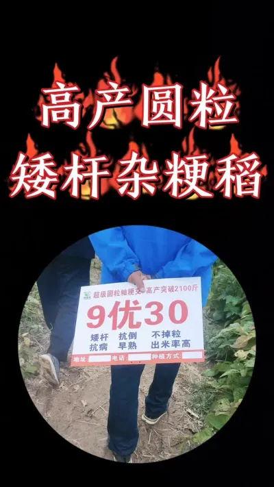 早熟矮杆大穗9优30，优秀杂交粳稻品种。机插秧首选#水稻种植  #农资肥料 #水稻 #高产水稻 #三农种植