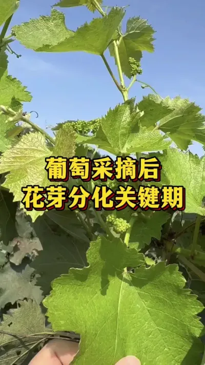 葡萄采摘后，花芽分化关键期#优质农产品 #农业种植 #葡萄管理技术
