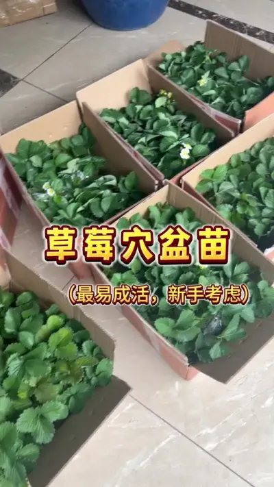 帮朋友买了14箱草莓苗&hellip;&hellip;我截胡了一箱&hellip;&hellip;穴盆苗真的是超容易种活的喔，新手建议#草莓 #盆栽草莓 #楼顶果园 #家庭种植 #草莓自由