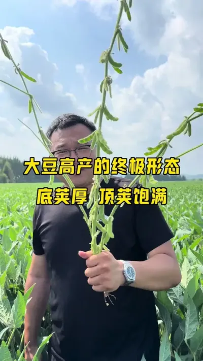 大豆高产的终极形态 底荚厚顶荚饱满#农业种植 #抖音新农人 #抖音助农扶农