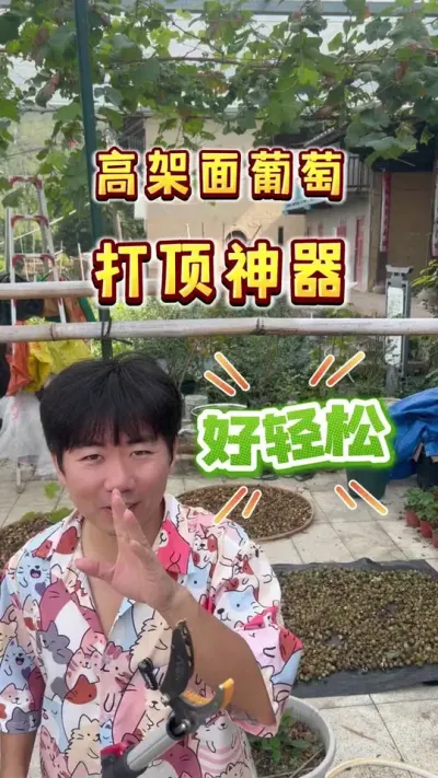 葡萄架太高，终于不用经常爬上爬下了#葡萄#庭院葡萄 #家庭种植 #摘果神器 #内容启发搜索