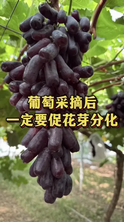 葡萄采摘后，一定要促花芽分化#优质农产品 #三农 #葡萄