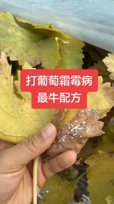 打葡萄霜霉病最牛配方#葡萄霜霉病#葡萄病害#葡萄种植