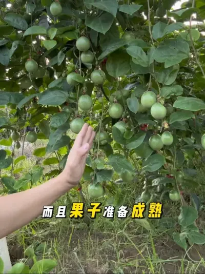 百香果树上有果，怎么施肥！#种百香果#黄金百香果种植技术