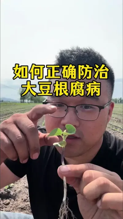 如何正确防治大豆根腐病。第一，防治时期。第二，得根腐病原因，第三，药剂选择。#农业种植 #大豆根腐病 #抖音助农