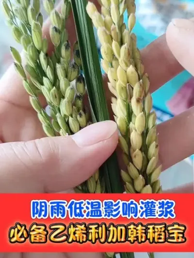 水稻增产促进早熟，减少空壳瘪粒 乙烯利正规登记水稻增产催熟，配合韩稻宝加速灌浆，增产增收显著#水稻种植 #水稻 #农资肥料 #农业种植