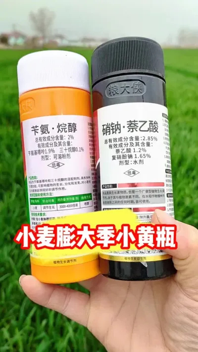 小麦拔节期，齐穗期，灌浆期一瓶十亩地#小麦种植 #小麦膨大剂 #农业种植 #小麦高产技术 #吴平农资