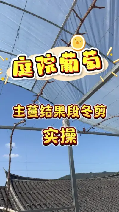 庭院葡萄阳光玫瑰刻芽#盆栽葡萄 #葡萄 #庭院种植 #种植小技巧