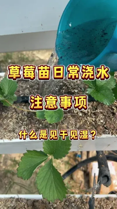 草莓你真的会浇水吗？干养根，湿养果，这样浇水草莓的根系会长得更好#草莓#盆栽草莓 #家庭种植 #楼顶果园 #内容启发搜索