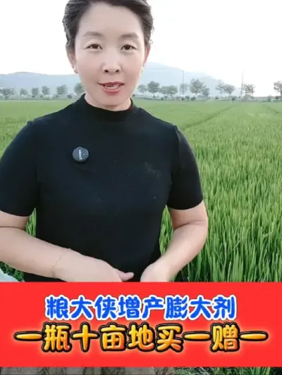 水稻增产膨大剂买小黄瓶赠小黑瓶活动中 膨大籽粒，水稻增产膨大剂#膨大剂 #水稻种植 #水稻增产 #水稻 #农资肥料