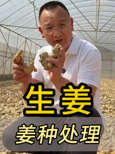 姜种处理好，以后烦恼少！！！ #农业 #服务三农支持三农 #新农人 #生姜种植 #文山铭鑫农业