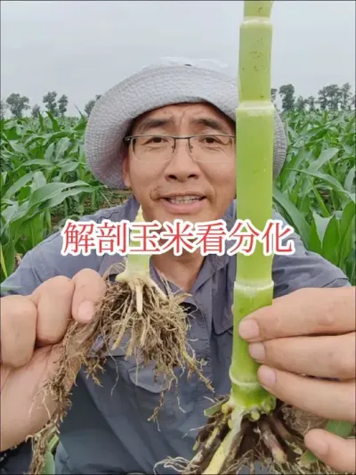 #来抖音学农技#2025新农人计划 #穗分化 玉米果穗分化从6叶期就已经开始了，今天咱们就看一下。
