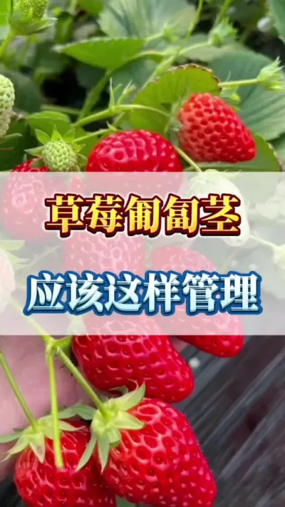 草莓匍匐茎，应该这样管理#草莓育苗技术交流 #草莓种苗 #草莓种植技术交流