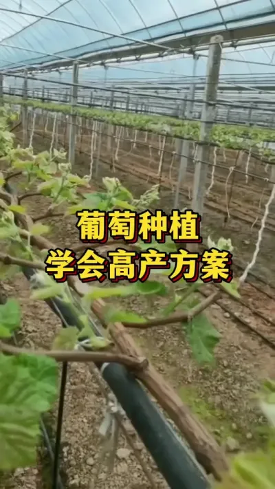 葡萄种植，学会高产方案#农业种植 #葡萄种植 #优质农产品