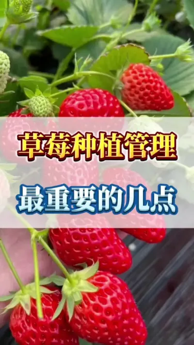 草莓种植管理，最重要的几点#农业种植 #三农 #优质农产品