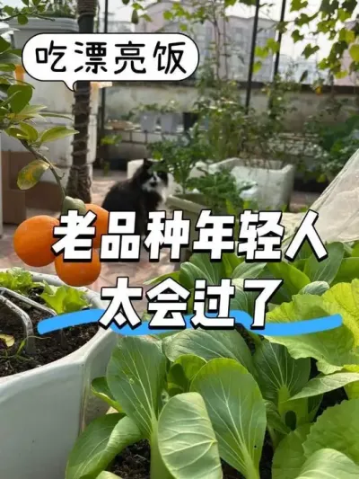 突然悟了！年轻人享福得趁早啊&hellip;露台种菜自给自足 #阳台种菜 #我的小菜园 #老品种女友 #采摘 #晚饭