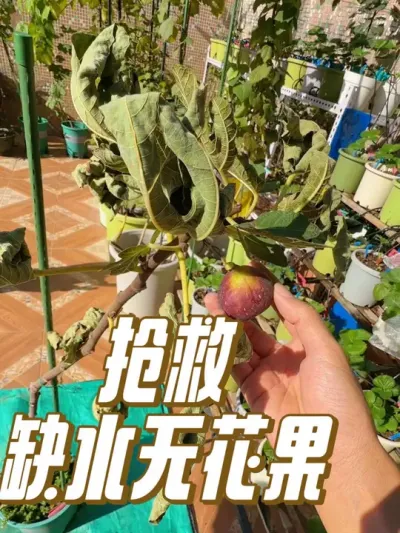 三天大太阳没浇水的无花果叶片全干掉，提前进入冬剪换盆流程，能否挽救回来？#盆栽无花果 #无花果换盆
