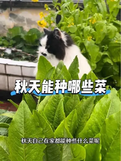 秋天都能种些什么菜呢？🥬 只要我们阳台光照通风都不错，就可以种些自己喜欢的蔬菜🥬不仅能让家人吃到绿色健康的蔬菜，也能丰富自己的生活🍓#阳台种菜 #秋播 #秋天种什么菜 #我的小菜园 #种植小技巧