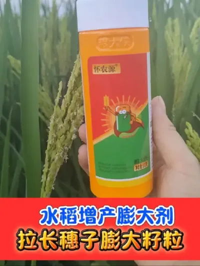 正品粮大侠水稻膨大剂买一赠一 膨大籽粒拉长穗子提高品质，认准正品粮大侠小黄瓶#水稻种植 #水稻高产 #水稻 #苄氨烷醇 #农资肥料