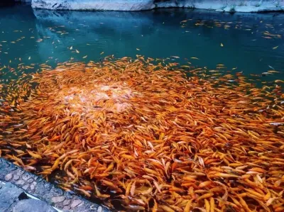 我与太多人的缘分朝生暮死如露水 唯独与你绵绵不绝如细流#好运锦鲤