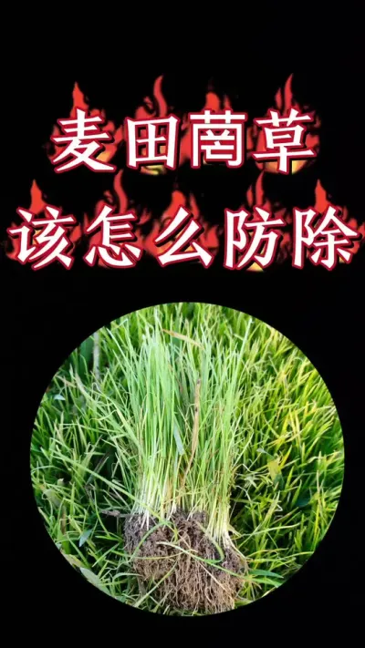 水稻茬小麦田里菵草，硬草，早熟禾和阔叶杂菜一网打尽#小麦 #农资肥料 #除草剂 #三农种植 #小麦种植